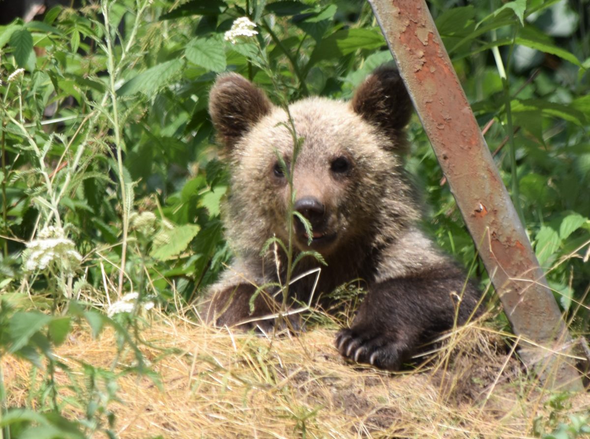 Atacul ursoaicei cu pui. O scurtă poveste care nu a apărut în presă
